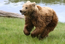 Esemplare di orso bruno europeo (Ursus arctos arctos)